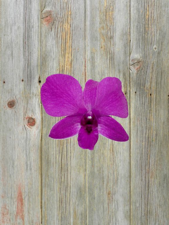 PURPLE DENDROBIUM BOUQUET - 5 STEM